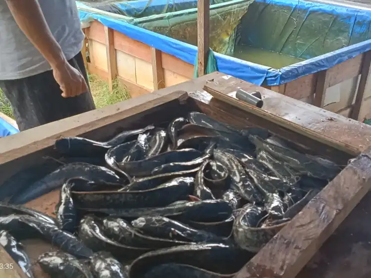 Ikan lele